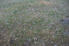 Opekání buřtů (26.05.2008)