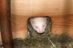 Paseky nad Jizerou (17.10.2008)